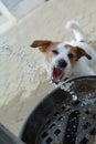 THRISTY JACK RUSSELL DOG DRINKING WATER ON SUMMER Royalty Free Stock Photo