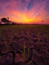 Thristy landÃ°Å¸ÅÂ§ Royalty Free Stock Photo