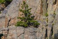 A lone tree grows on a rocky cliff Royalty Free Stock Photo