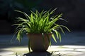 A vibrant spiderwort plant, with its slender green leaves