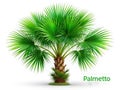 A Thriving Adolescent Palmetto Palm Tree in a SunDrenched Garden Setting A Visual Symphony of Tranquility and Growth Royalty Free Stock Photo
