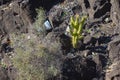 Thriving in Adversity: Eve\'s Pin Cactus Amidst Rocks and Wreckage Royalty Free Stock Photo