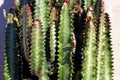 African milk tree, Euphorbia trigona