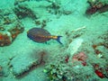 Thriving coral reef alive with marine life and fish, Bali