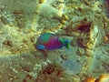 Thriving coral reef alive with marine life and
