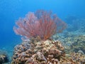Thriving coral reef alive with marine life and shoals of fish, Bali Royalty Free Stock Photo