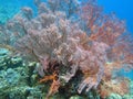 Thriving coral reef alive with marine life and shoals of fish, Bali Royalty Free Stock Photo