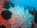 Thriving coral reef alive with marine life and shoals of fish, Bali Royalty Free Stock Photo