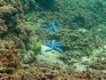 Thriving coral reef alive with marine life and shoals of fish, Bali