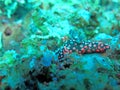 Thriving  coral reef alive with marine life and shoals of fish, Bali Royalty Free Stock Photo