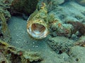 Thriving  coral reef alive with marine life and shoals of fish, Bali Royalty Free Stock Photo