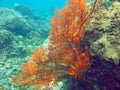 Thriving coral reef alive with marine life and shoals of fish
