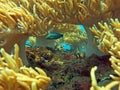 Thriving coral reef alive with marine life and shoals of fish, Bali