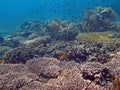 Thriving coral reef alive with marine life and shoals of fish