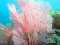 Thriving coral reef alive with marine life and shoals of fish