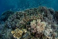 Thriving Coral Reef in Raja Ampat Royalty Free Stock Photo