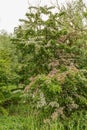 Crataegus monogyna and Crataegus laevigata stand against each other and seem to be a single tree Royalty Free Stock Photo