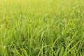 thriving green meadow backdrop Royalty Free Stock Photo