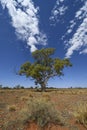 Thriving in harsh surooundings - tree Central Australia Royalty Free Stock Photo