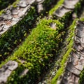A thriving micro-ecosystem often found in damp, shaded forest Royalty Free Stock Photo