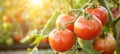 Thriving organic tomato plant in a greenhouse setting, flourishing in optimal conditions Royalty Free Stock Photo