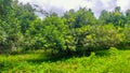 A thriving rambutan tree plantation