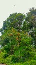 A thriving rambutan tree plantation