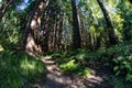 Thriving Redwood Forest in Northern California Royalty Free Stock Photo