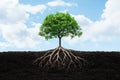 Thriving tree with deep roots Royalty Free Stock Photo