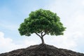 Thriving tree with expansive roots and lush foliage Royalty Free Stock Photo