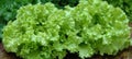 Thriving vibrant leafy lettuce in a lush greenhouse environment, flourishing and verdant