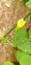 thriving yellow amethyst flowers in the garden