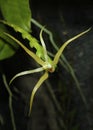 thrixspermum collinum (Orchidaceae) Royalty Free Stock Photo
