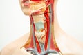 The throat, pharynx and larynx model anatomy for medical training course, teaching medicine education