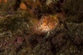 Throat spotted blenny