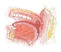 Human tonsil anatomy drawing
