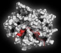 Thrombin blood-clotting enzyme: Human alpha-thrombin molecule is a key protein in the blood coagulation cascade. Converts soluble