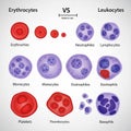 And thrombocytes, while leukocytes comprise neutrophils, lymphocytes, Royalty Free Stock Photo