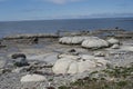 Thrombolites, Flower`s Cove, Newfoundland, Canada