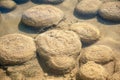 Thrombolites, Lake Clifton, West Australia