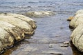 Thrombolites Rare Fossils 3.5 billion years old Royalty Free Stock Photo