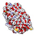 Thrombopoietin THPO, functional domain hormone. Regulates production of blood platelets. 3D rendering, atoms are represented as.