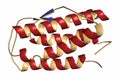 Thrombopoietin THPO hormone. Regulates production of blood platelets.