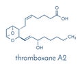 Thromboxane A2 TXA2 molecule. Skeletal formula.