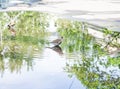 Throstle bathes in a puddle. Song birds flew to nesting place