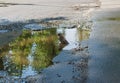 Throstle bathes in a puddle. Song birds flew to nesting place