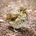 Throstle fledgling, song thrush on ground