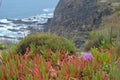 Plants and flowers of the Costa Vicentina Natural Park, Southwestern Portugal