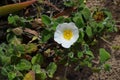 Plants and flowers of the Costa Vicentina Natural Park, Southwestern Portugal