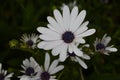 Plants and flowers of the Costa Vicentina Natural Park, Southwestern Portugal